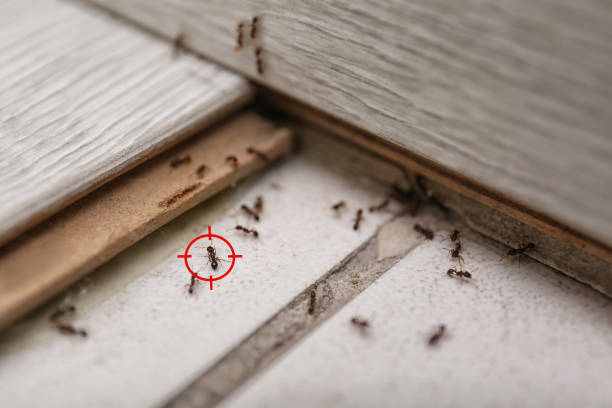 Spider Control Near Me in Altamont, TN