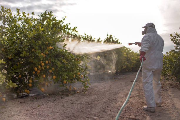 Best Wasp Removal Services  in Altamont, TN