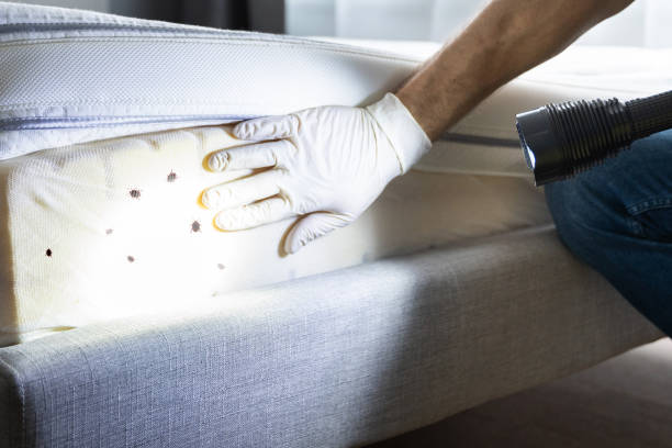 Best Flea Control Services  in Altamont, TN