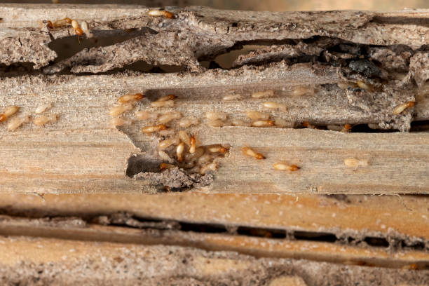 Reliable Altamont, TN Pest Control Solutions